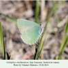 callophrys chalybeitincta imago terek